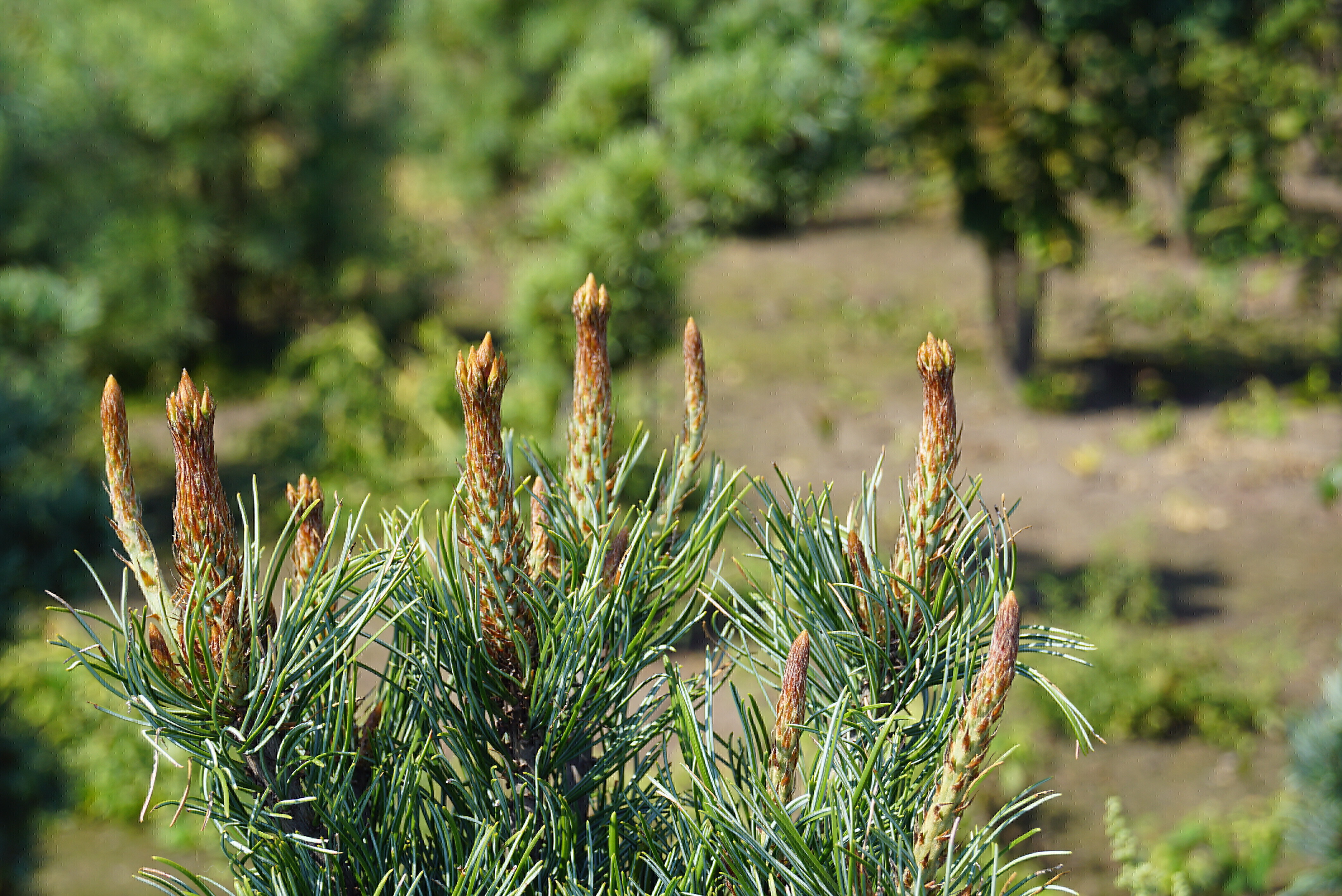 Pinus parviflora 'Iri-fune'